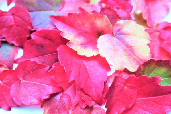 Grupo Coloridas Hojas Otoño Sobre Fondo Blanco — Foto de Stock