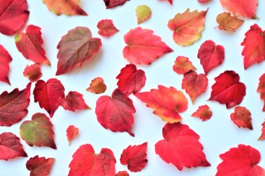 Renkli sonbahar yaprakları beyaz arka grubunda
