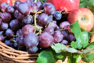  Bahçede taze organik meyveler