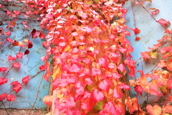 Hojas Hiedra Verde Amarilla Roja Naranja Contra Pared — Foto de Stock