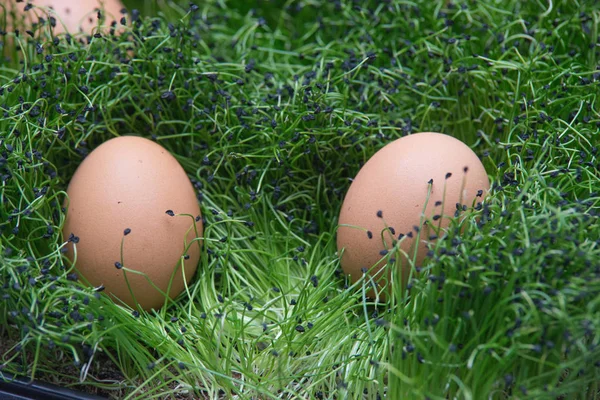 Çimenlerin üzerinde yumurta. Paskalya yumurtası. — Stok fotoğraf
