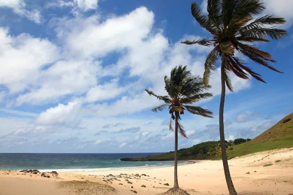 Hermosa Playa Anakena Con Arena Dorada Palmeras Tropicales Isla Pascua —  Fotos de Stock