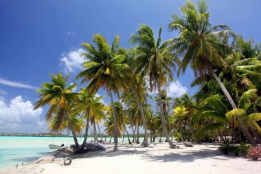 Palmiye ağaçları, Bora Bora, Fransız Polinezyası ile tropikal plaj.