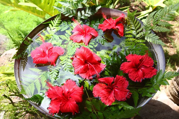 Red hibiscus flowers floating in water surrounded by tropical green foliage and ferns, Bora Bora, South Pacific. — Stock Photo, Image