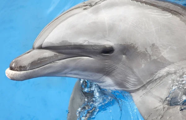 Dolfijnen Kijken Uit Het Water Zwemmen Mooie Blauwe Zee Cabo — Stockfoto