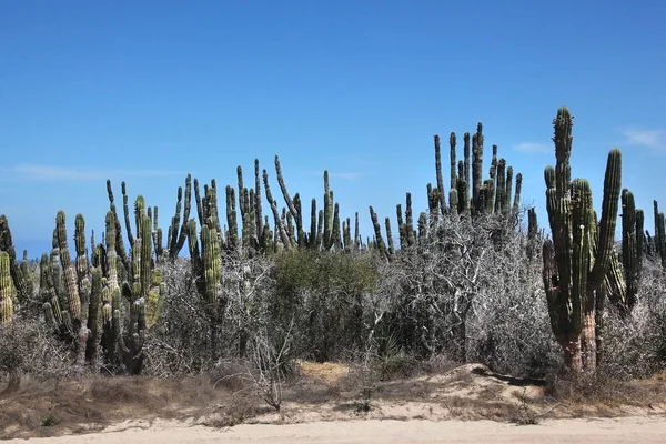 Kaktüs Orman Çöl Cabo San Lucas Meksika — Stok fotoğraf