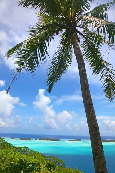 Tropický palmový strom s nádherným řetězcem ostrovů & úchvatnou krajinou v pozadí, Bora Bora, Francouzská Polynésie. — Stock fotografie