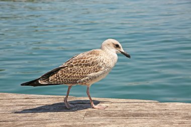 Sarı bacaklı martılar tahta bir iskelede yürüyorlar. Arkası deniz, Barselona, İspanya..