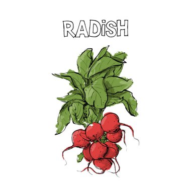 Turp el çizmek. Vektör çizimi.