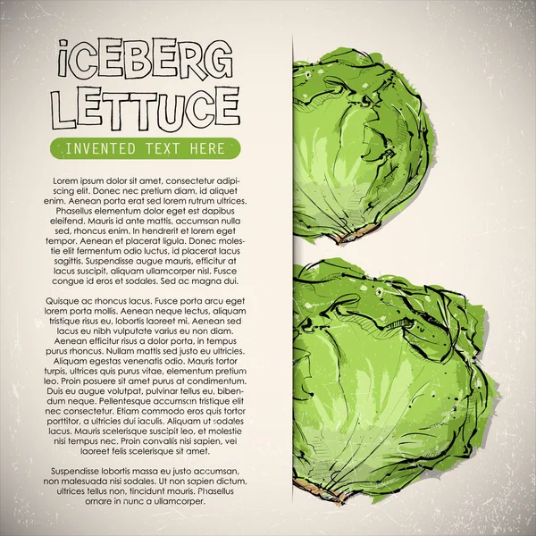 Dibujo Mano Lechuga Iceberg Ilustración Vectorial — Vector de stock