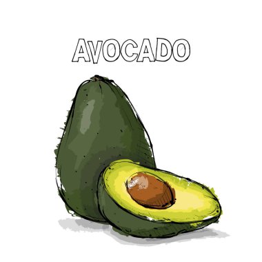 Avokado el çizimi. Vektör çizimi.