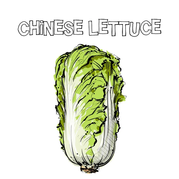 Sorteo Manual Lechuga China Ilustración Vectorial — Vector de stock