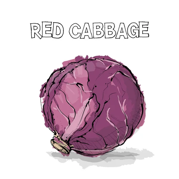 Hand Draw Red Cabbage Vector Illustration — Stock Vector