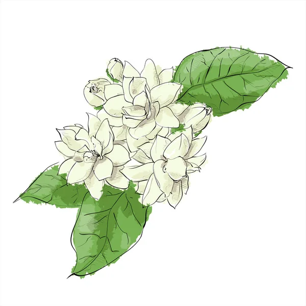 Desenho de mão de flor. Ilustração vetorial . — Vetor de Stock