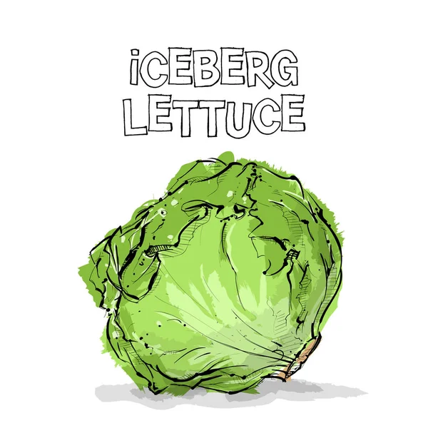 Dibujo Mano Lechuga Iceberg Ilustración Vectorial — Vector de stock
