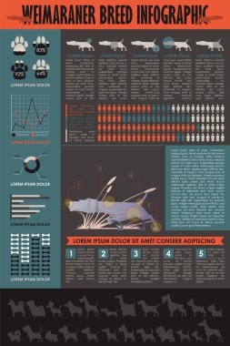 Köpek infografik. Vektör toplama.
