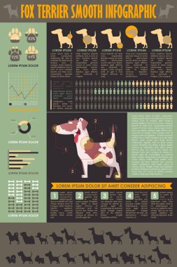 Köpek infografik. Vektör toplama.