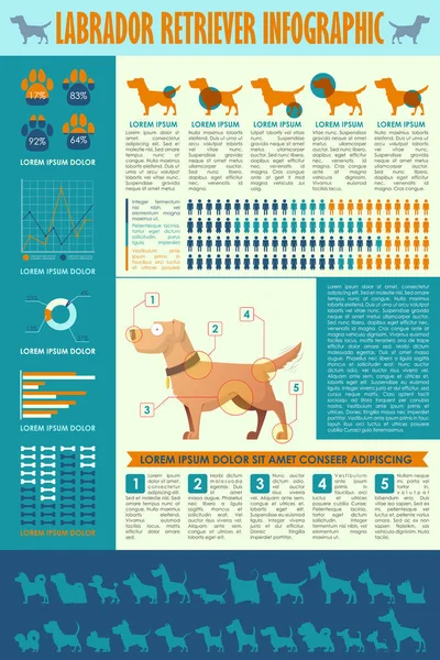 Köpek infografik. Vektör toplama.