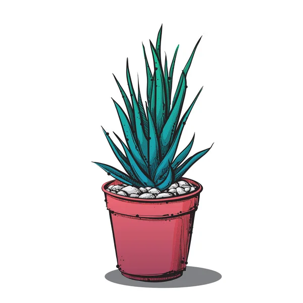 Vector draving de cactus. Estilo de boceto — Archivo Imágenes Vectoriales