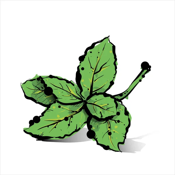 Dessin à la menthe. Illustration vectorielle . — Image vectorielle