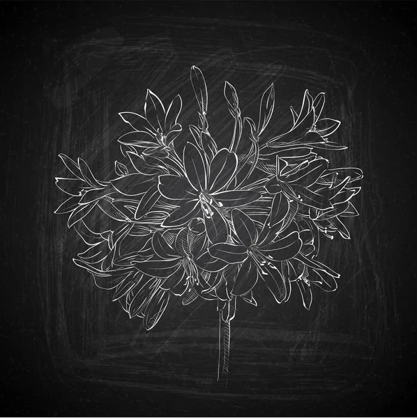 Dibujo de flores a mano sobre una pizarra. Colección vectorial . — Archivo Imágenes Vectoriales