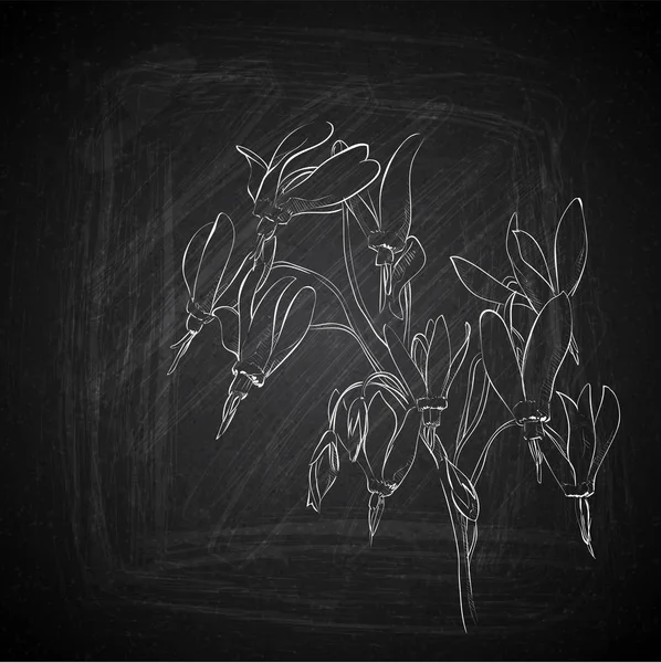 Dibujo de flores a mano sobre una pizarra. Colección vectorial . — Archivo Imágenes Vectoriales