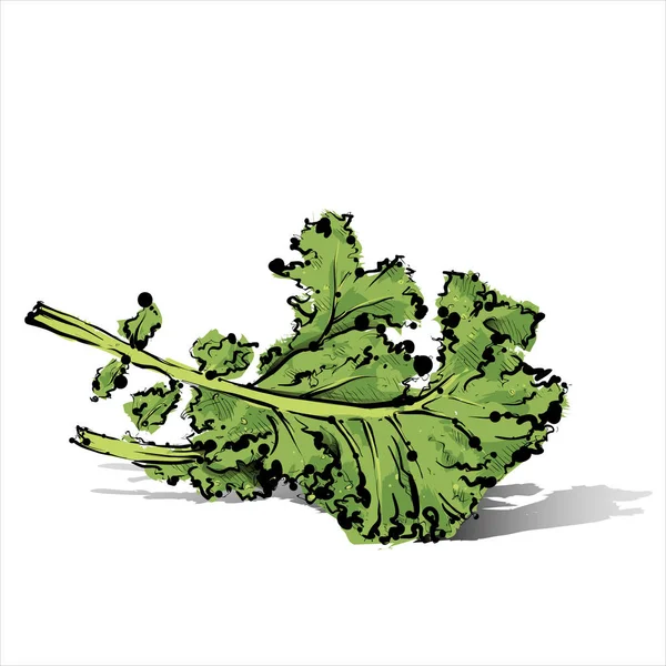 Ручной рисунок зеленого листа салата. Векторная иллюстрация . — стоковый вектор