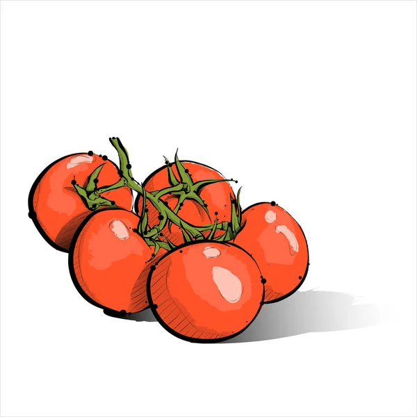 Desenho à mão de tomate cereja. Ilustração vetorial . — Vetor de Stock