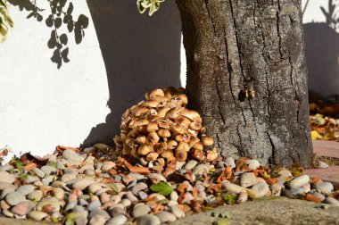 Mantarlar Güz, ifade için alan