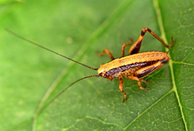 Papatya merkezinde yeşil Bush kriket besleme