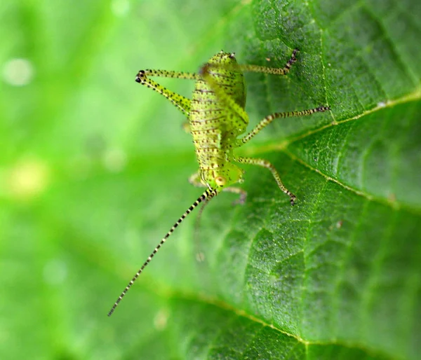 Green Bush Cricket Alimentándose Centro Margaritas — Foto de Stock