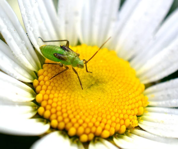 Green Bush Cricket Alimentando Centro Margarida — Fotografia de Stock