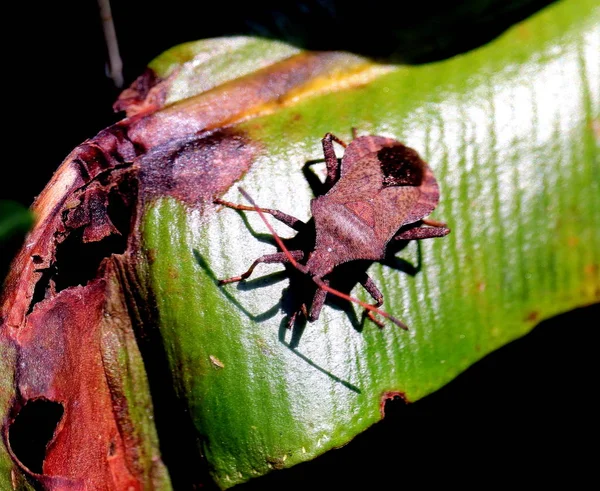 Αποβάθρα Bug Coreus Marginatus — Φωτογραφία Αρχείου