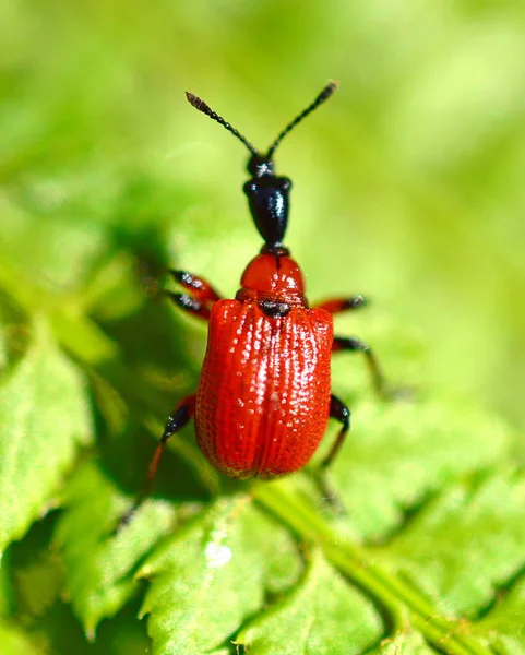 Hazel Leaf-roller, beetle, weevil (apoderus coryli)