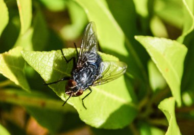 Bluebottle (Calliphora Vicini) bir Blow-Hart dil Fern yaprak üzerinde istirahat sinek
