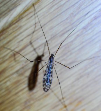 Vinç Fly, bu narin böcek üzerinde güzel kanat deseni