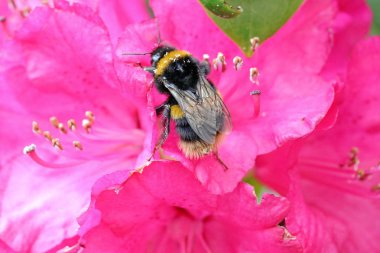 Bumble Bee (bombus) on Rhododendron Bloom clipart