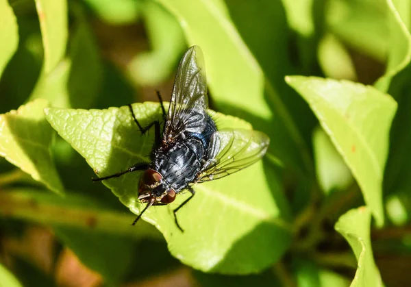 Blaue Fliege Calliphora Vicini Eine Schmeißfliege Die Auf Dem Farnblatt — Stockfoto