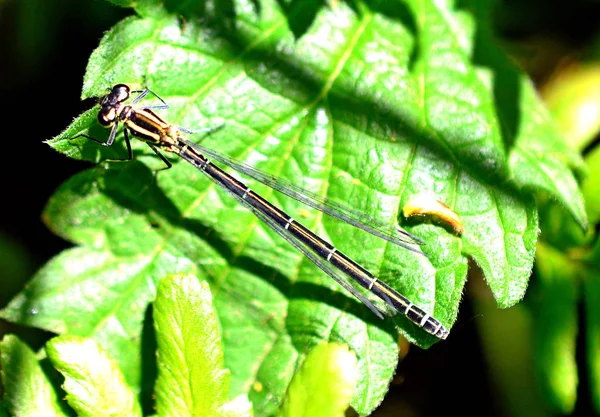 Azure Damselfly Coenagrion Puella — ストック写真