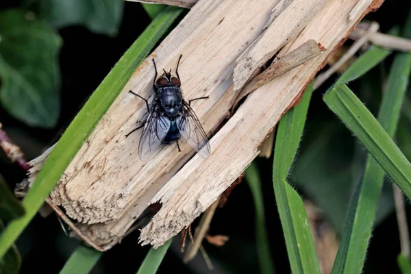 Mavi Şişe Calliphora Vomitoria Güneşin Içinde Istirahat — Stok fotoğraf