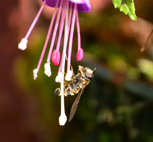 Hover Fly feeding on Fuchsia stamens