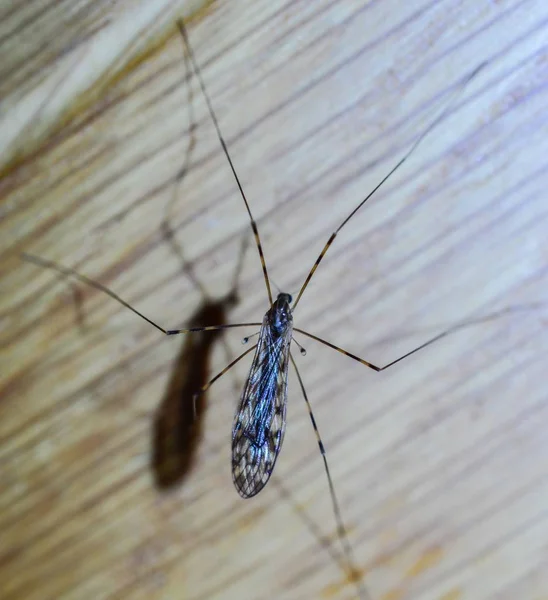 Vinç Fly Narin Böcek Üzerinde Güzel Kanat Deseni — Stok fotoğraf