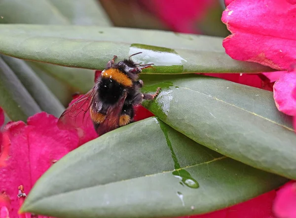 Bumble Bee Bebendo Umidade Folha Rhododendron — Fotografia de Stock