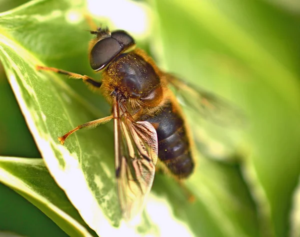 Mosca Zangão Cônico Eristalis Pertinax — Fotografia de Stock