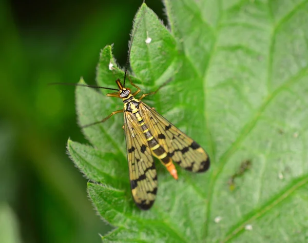 Scorpionfly (panorpa communis) a striped fly with pretty wings
