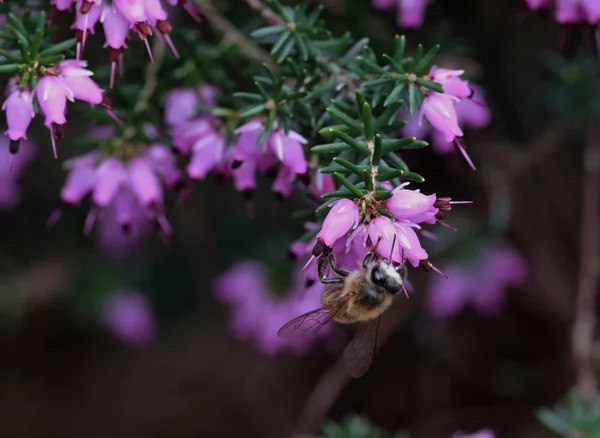 Honey Bee Utfodring Violetta Blommor — Stockfoto