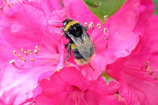 Humlor Bombus Rhododendron Bloom — Stockfoto