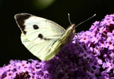 Küçük beyaz - Pieris Rapae kelebek
