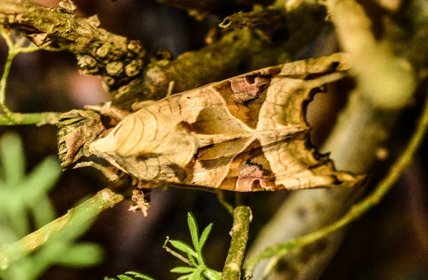 Agaatvlinder Phlogophora Meticulosa — Stockfoto