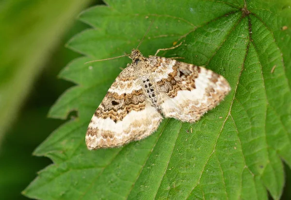 Ortak halı güve (Epirrhoe alternata)